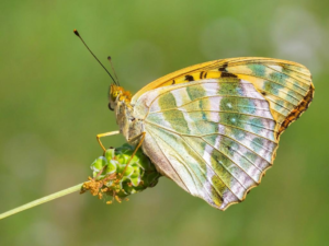 Silver-Washed Fritillary - underside